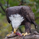 11SB7888 American Bald Eagle